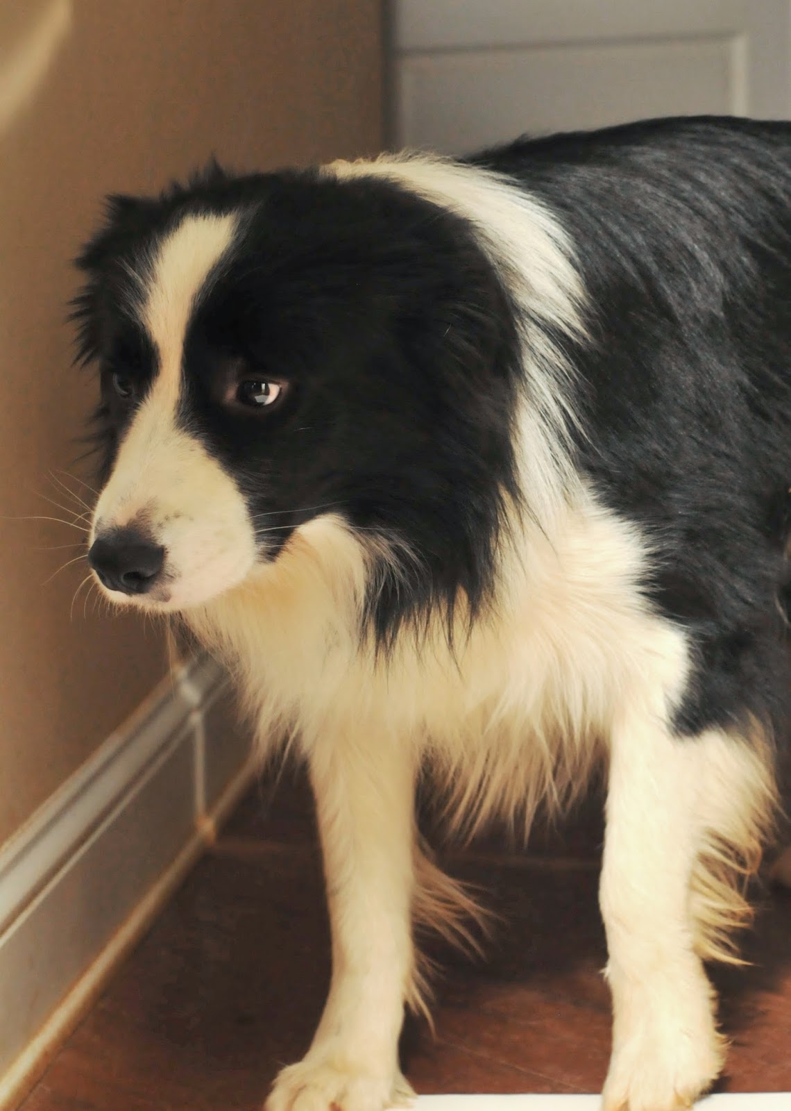 Nervous online border collie